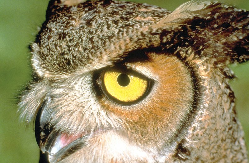 The short-eared owl, a winter resident in Arkansas, often is seen in daylight hours coursing over croplands and meadows in search of birds or small mammals.