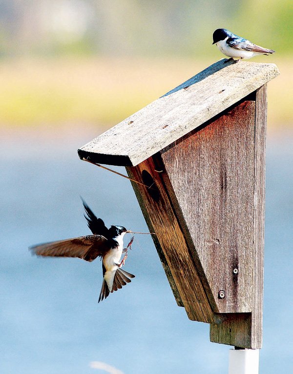 A workshop in building birdhouses will be offered Feb. 9 at Botanical Garden of the Ozarks in Fayetteville. 