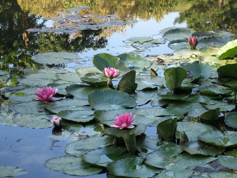 Water lilies still bloom in Monet’s garden. 