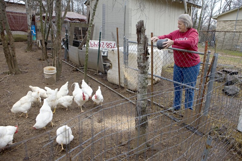 Donna Crumbly feeds chickens at her house outside of Cabot. Crumbly and her husband are actively involved in a Meet-up group that supports raising poultry in Arkansas.