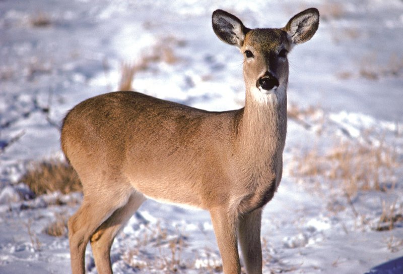 Late-season hunters should be attentive to the actions of does. Their body language may give away a buck hiding nearby.