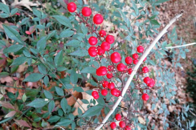 Red berries, drought tolerance and vigor make nandina attractive to some gardeners, but the same qualities make others view it as a weed. 