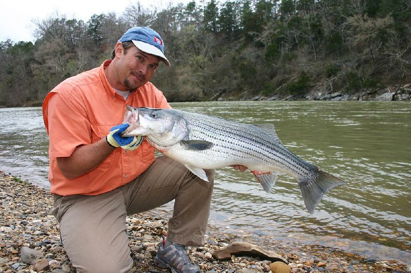 Anglers can catch big stripers, like this one displayed by Mark Roberts, in February in the skinny waters of the Ouachita River above Lake Ouachita 