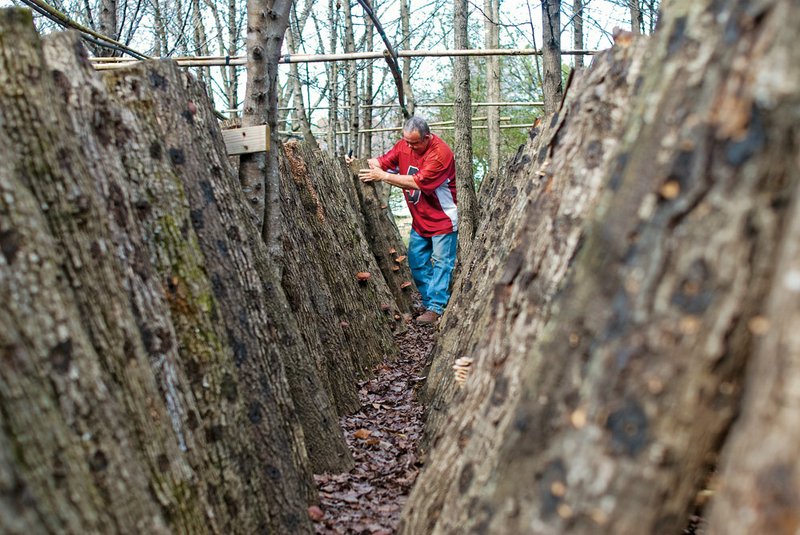 David Owens cuts shitake mushrooms from the logs where they are grown. Owens is co-owner of 3-Buddy’s Mushroom and Berry Farm near Searcy. The owners harvest white oak and other hardwood logs, each around 40 inches high, to grow mushrooms on through the spring, fall and early winter.