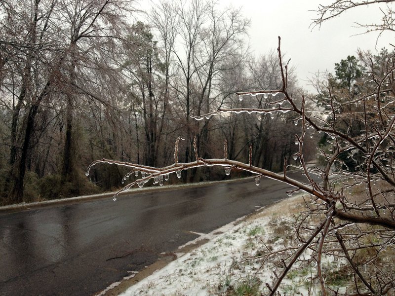 Trees on Western Drive in Russellville are coated in a layer of ice Thursday, Feb. 21, 2013.
