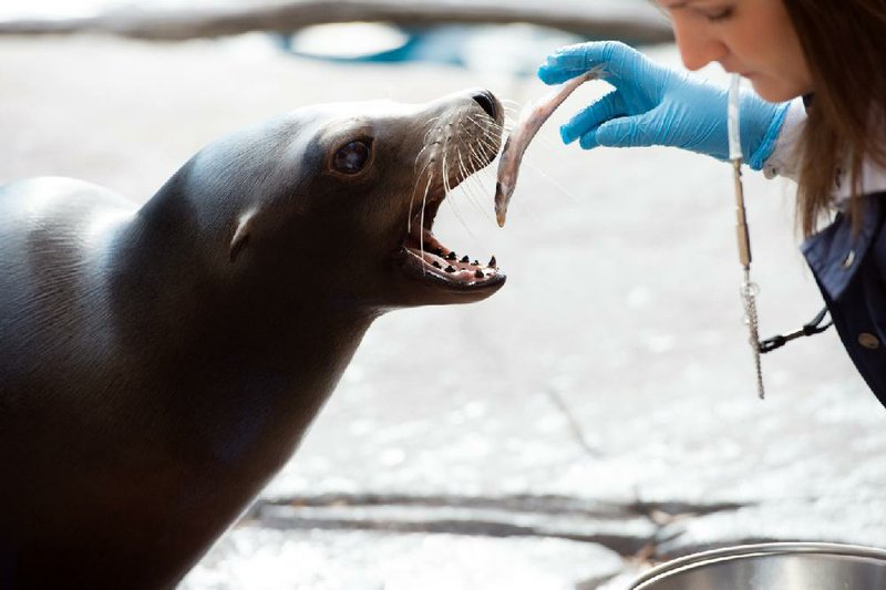 Rebecca Miller, an animal keeper at the National Zoo in Washington, on Tuesday feeds Calli, a sea lion. The National Zoo may face possible problems such as staff reductions and furloughs. Illustrates SPENDING-ZOO (category a), by Steve Hendrix (c) 2013, The Washington Post. Moved Thursday, Feb. 21, 2013. (MUST CREDIT: Washington Post photo by Sarah L. Voisin)