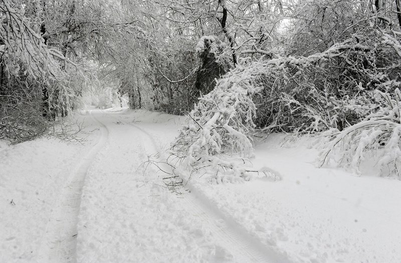 Tree limbs lay broken by heavy wet snow on Wehmeyer Road on Tuesday, Feb. 26, 2013, after another winter storm dumped about eight inches of snow in central Boone County, Mo. The second major snowstorm in a week battered the nation's midsection Tuesday, dropping a half-foot or more of snow across Missouri and Kansas and cutting power to thousands.