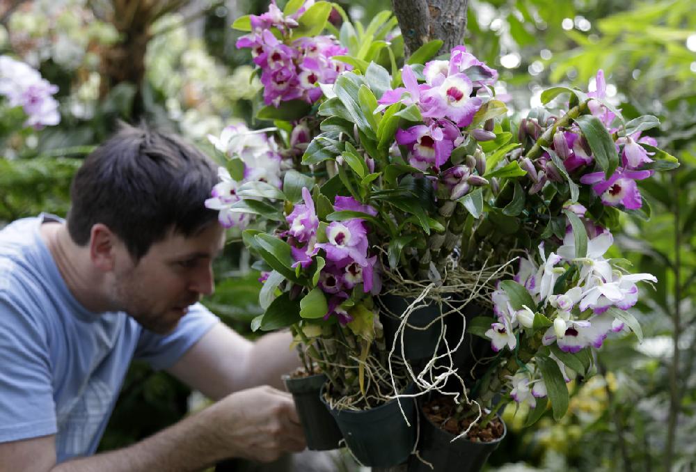 Conservatory manager Christian Primeau readies a display of orchids at the New York Botanical Garden in New York, Thursday, Feb. 28, 2013. The botanical gardens will open their annual orchid show to the public on March 2, 2013 (AP Photo/Seth Wenig)