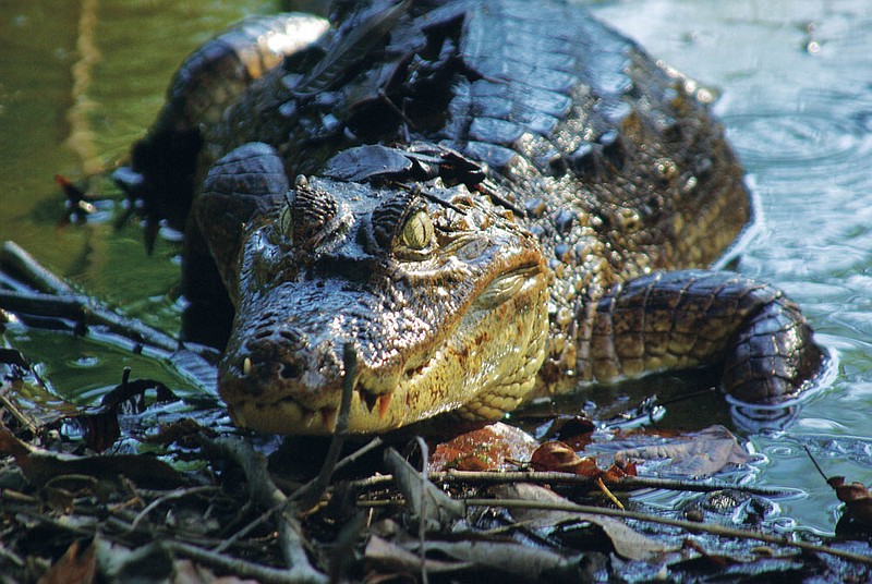 This 8-foot spectacled caiman, apparently looking for a handout, crawled out of the water in a lagoon on the grounds of the Crocodile Bay Resort.