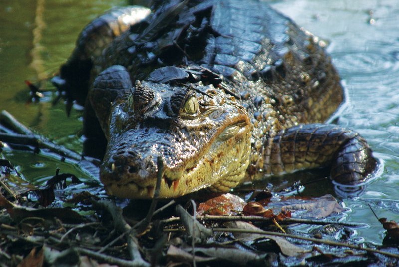  This 8-foot spectacled caiman, apparently looking for a handout, crawled out of the water in a lagoon on the grounds of the Crocodile Bay Resort.