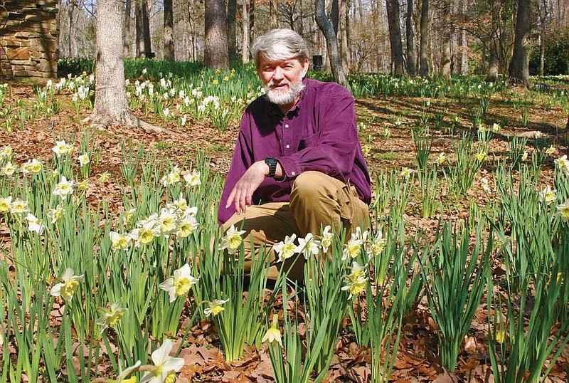 Bob Byers, landscape architect and associated executive director of Garvan Woodland Gardens, stops to examine a field of daffodils in bloom at the botanical gardens in Hot Springs. Byers says March will be a busy month for gardeners in Arkansas as they plant petunias, ferns and other cold-tolerant flowers early in the month, before placing impatiens and other summer flowers at the end of the month.