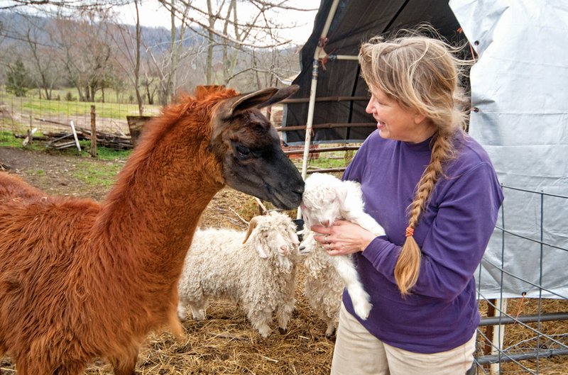 Jeanette Larson holds a baby Angora goat as a protective llama checks to make sure the baby is unharmed. Larson uses the fleece from her 21 sheep, eight goats and a llama to weave and crochect projects she sells online under the name Common Threads.