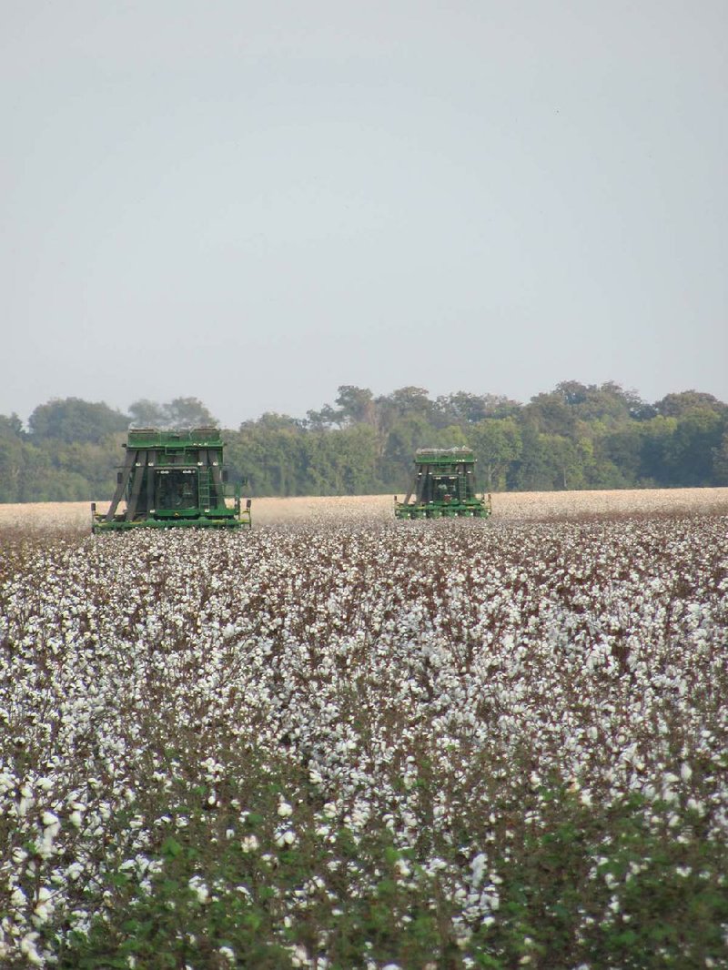Machines pick cotton in a Chicot County field during last year’s harvest in this photo provided by the University of Arkansas System Division of Agriculture. 