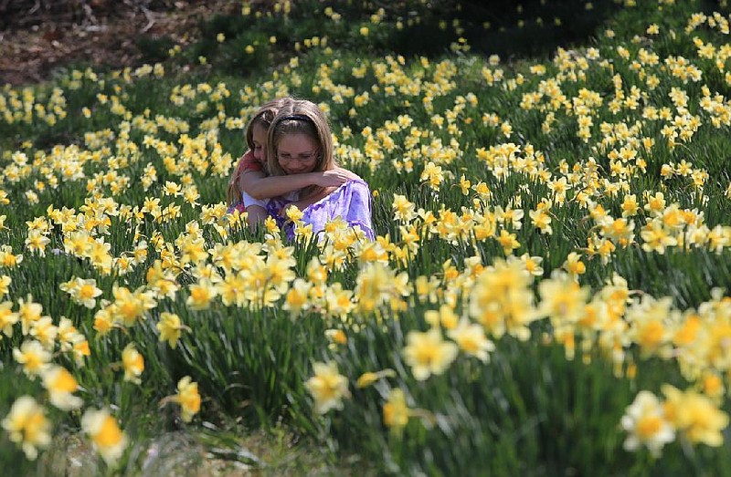 Arkansas Democrat-Gazette/STATON BREIDENTHAL --3/14/13-- Sisters Kaylie (left), 7, and Rebecca Wood, 8, of Quitman, Tx., sit in the daffodil field at Wye Mountain Thursday afternoon. The girls were visiting their grandparents in Bryant during their spring break. The daffodil field is open daily from 9 a.m. until 5 p.m. with a festival including food and crafts this Saturday and Sunday. 