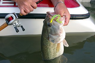 Light tackle, light line and little lures for largemouths | The Arkansas  Democrat-Gazette - Arkansas' Best News Source