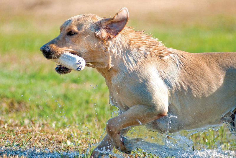 Cane fetches a “bumper” while training. Stan Brown is in his 12th year of training dogs, mainly to be hunting dogs.