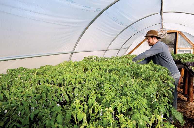 Above: Josh Hardin tends plants in a hoop house on his farm near Sheridan. Left: Hardin checks on some young onions. Hardin’s Laughing Stock Farm is the result of his and his wife’s efforts to pursue organic farming.