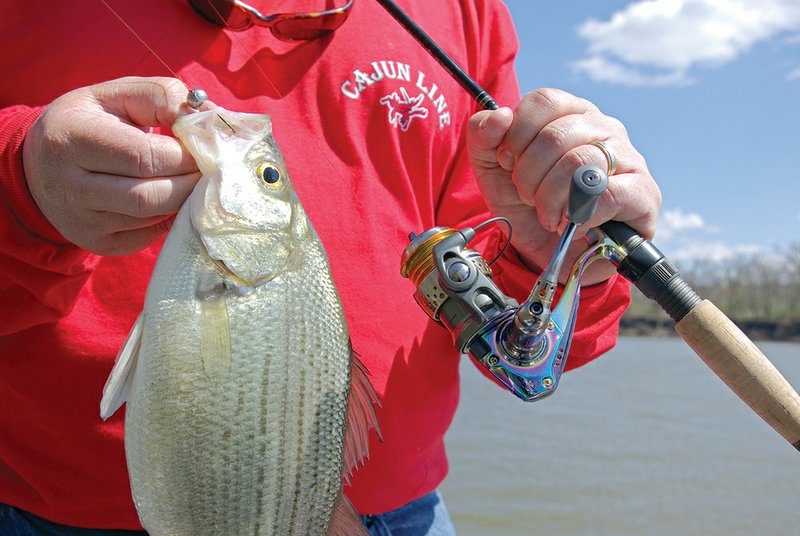 Light spinning tackle compounds the thrill of catching white bass during their spring spawning runs.
