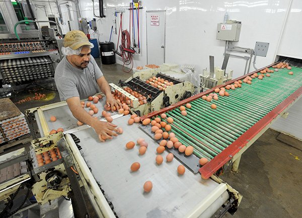  Lupe Ortiz with Arkansas Egg Company works on separating eggs Thursday afternoon in their facility just north of Summers, Arkansas.  The Arkansas Egg Company is a local organic producer of eggs with a great interest in the farm bill that was not reauthorized last year as Congress instead extended the 2008 bill for one additional year. Sen. Boozman visited the rural Washington County farm earlier this week to hear concerns.