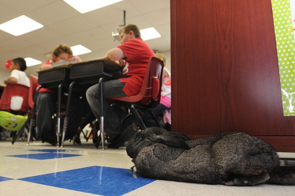 Therapy Animals Help Elementary Schools