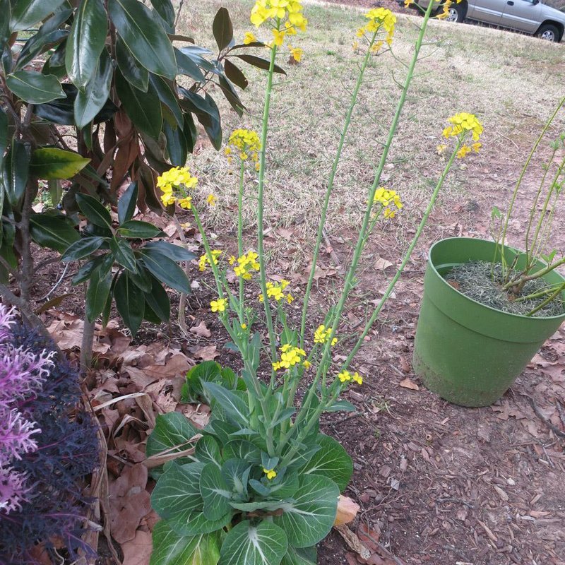 Bok choy is an edible biennial that can bolt — set flower stalks — in warm weather. 