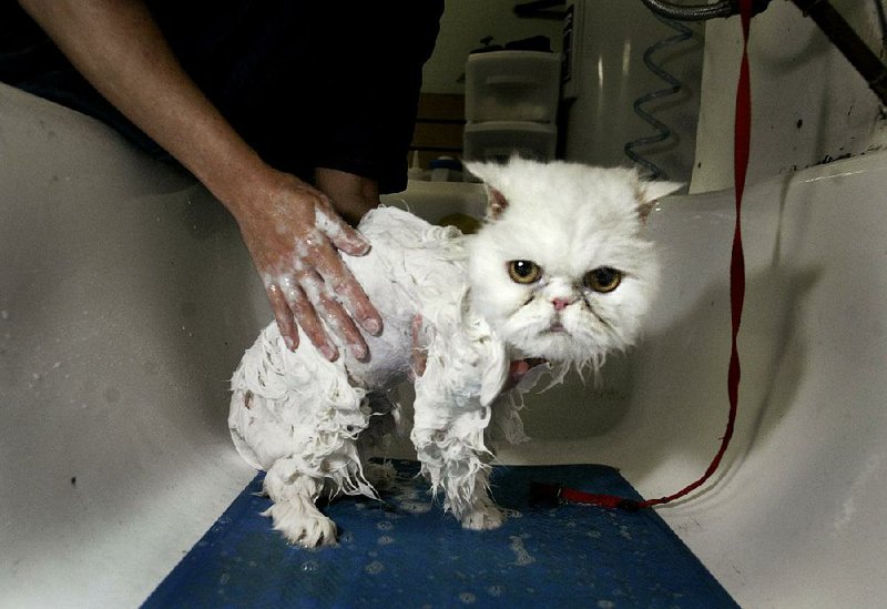 Cat owners are urged to keep their pets free from pollen with at least two thorough baths per day. 