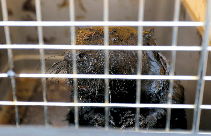 An oil-covered beaver peers from an animal carrier April 3 after it was rescued by an Arkansas Game and Fish Commission officer and some men involved in the clean-up of the March 29 crude oil spill in Mayflower. The beaver was found in a marshy area of a cove adjacent to Lake Conway. The oil did not reach the lake.