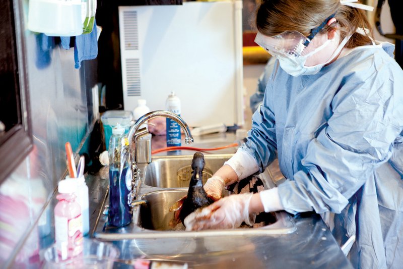 Courtney Dunn, a UCA graduate student, uses Dawn dishwashing liquid to clean crude oil off a duck following a major oil spill in Mayflower.