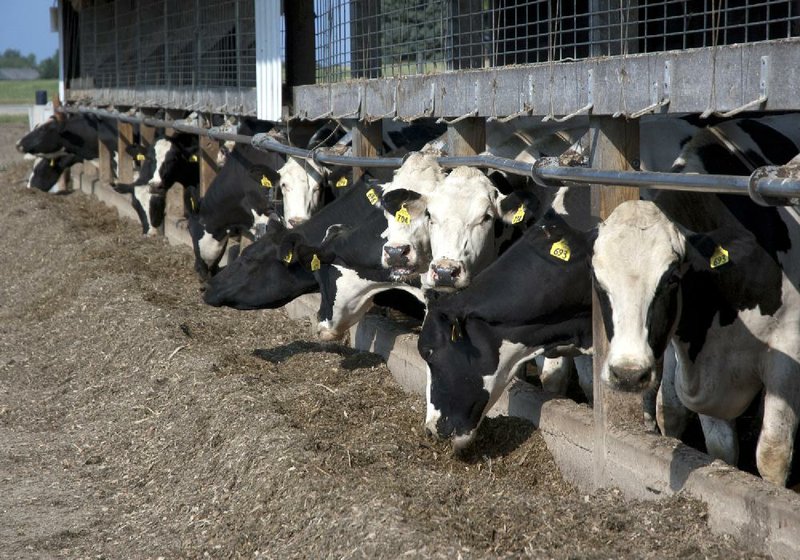 Dairy cows with ear tags feed at a farm in Lake Mills, Wis., in July in this photo provided by the U.S. Department of Agriculture. The government has started a new livestock identification program to help track livestock in cases of disease. 