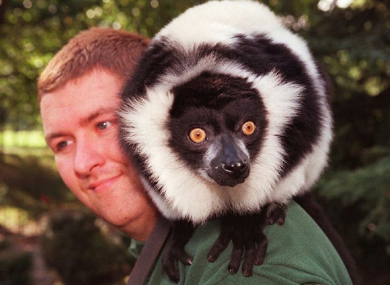 A Bosman potto searches for chiggers on an apprehensive human in this 1974 file photo. 