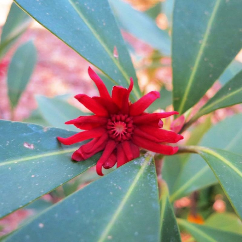 Illicium is an evergreen bush with beautiful blooms. 