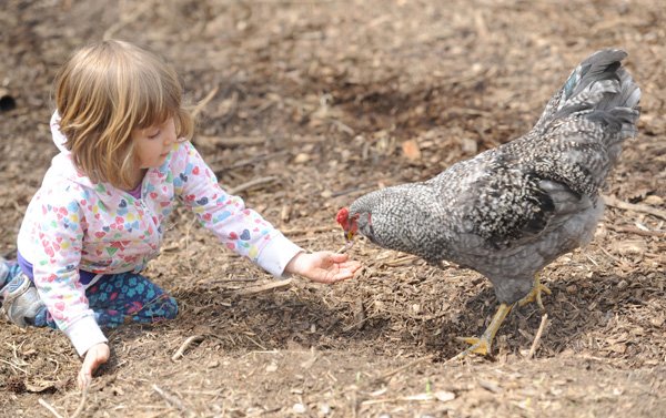 Gwendolyn Nimmo, 3, of Fayetteville feeds a grub to a chicken during a work day Saturday at Tri Cycle Farms in Fayetteville. 