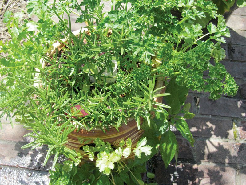 Herbs are relatively simple to grow in containers and can give a freshness and restaurant quality to family dinners. Herbs are easily integrated into any vegetable or flower garden. Strawberry pots with their many openings are a good choice to begin an herb garden.