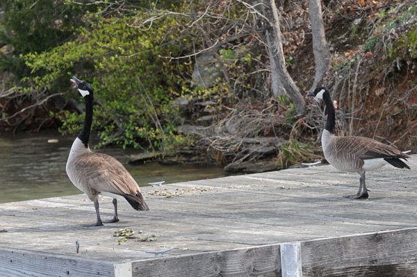 Goose droppings can be seen on this dock at Lake Windsor in Bella Vista on Saturday, along with a pair of Canada geese.