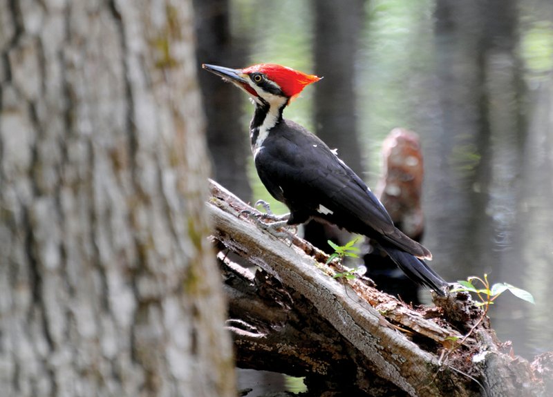 Although it is as large as a crow and quite common in Arkansas, the pileated woodpecker tends to be heard more than seen. It has a striking red crest.
