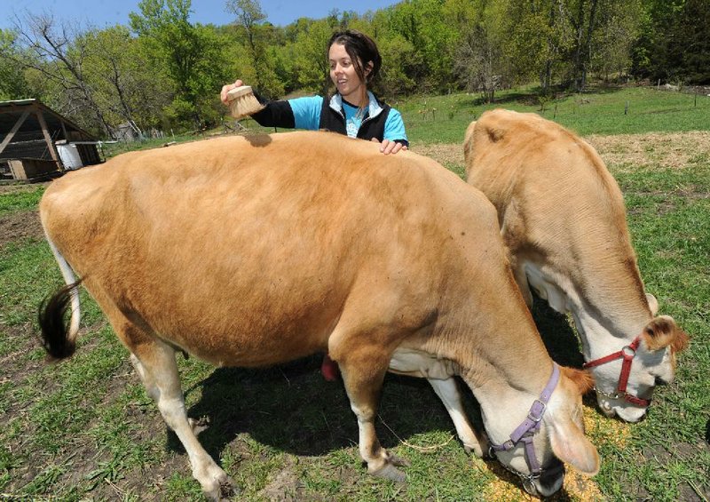 Mariah White, co-owner of Summer Kitchen Family Farm, feeds and brushes her two Jersey cows, Scarlett, left, and Annalies, Wednesday, April 24, 2013, at the farm in south Fayetteville.