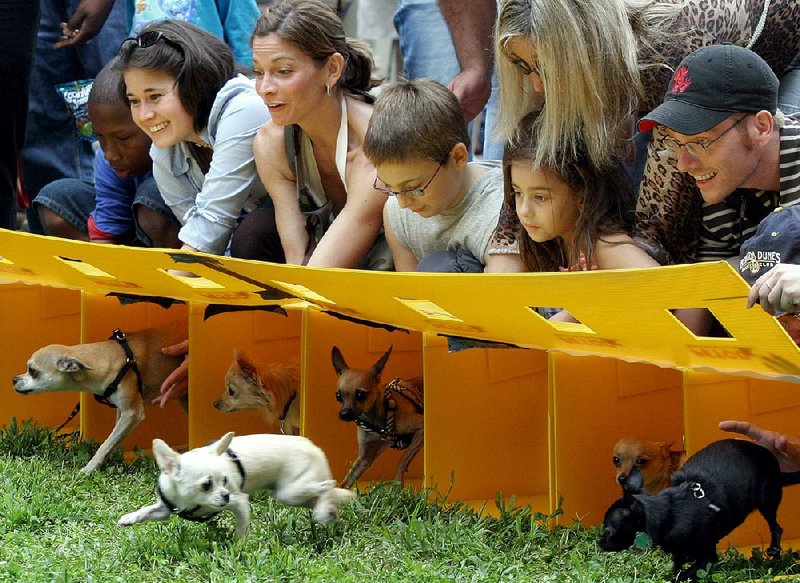 A state-of-the-art Chihuahua racetrack (like this one in Seattle) will soon grace Little Rock’s Murray Park. 