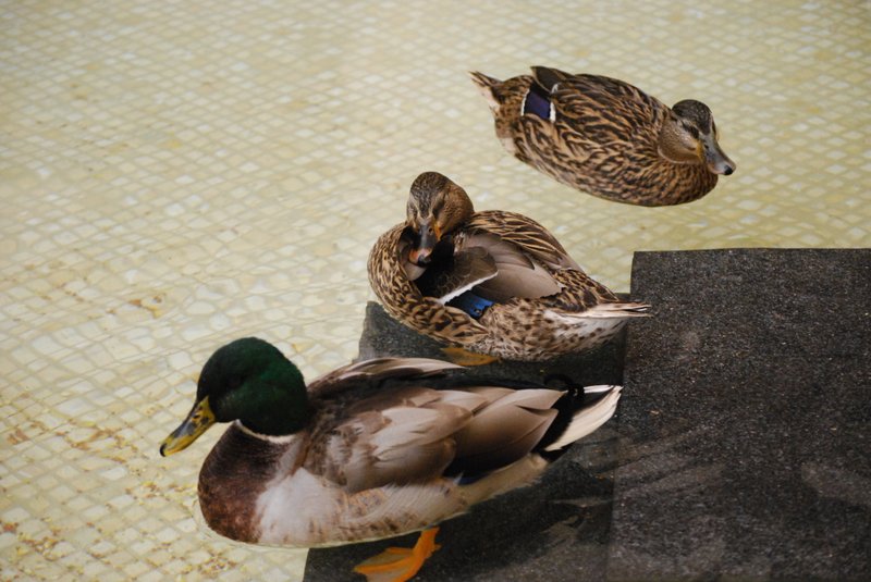 The Peabody Little Rock hotel ducks swim Tuesday, April 30, 2013, in their penultimate appearance.