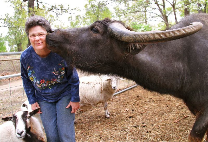 Janice Wolf, founder of Rocky Ridge Refuge, gets a kiss from Wade, the Water Buffalo. 
