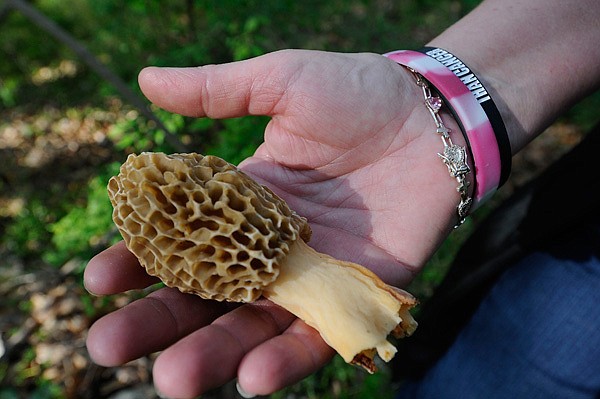 Big morel mushrooms are prized for the table, but Edwards says they signal the end of prime mushroom hunting time. She found this morel April 24 in Farmington. 
