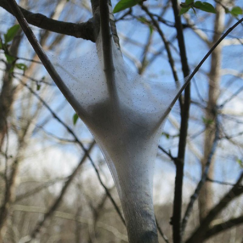 Eastern tent caterpillars build webs or “tents” in the spring in the forks of trees where they sleep at night and emerge in the day to eat. 