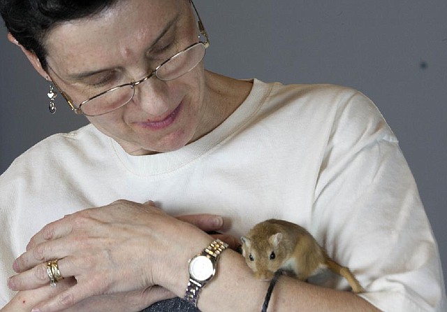 In this Friday, May 3, 2013 photo, Libby Hanna, president of the American Gerbil Society, holds a gerbil prior to the society's annual New England pageant Saturday in Bedford, Mass. The small rodents will be judged on body type and color, and will feature agility demonstrations where they must overcome various obstacles and race to the end of the course. (AP Photo/Rodrique Ngowi)