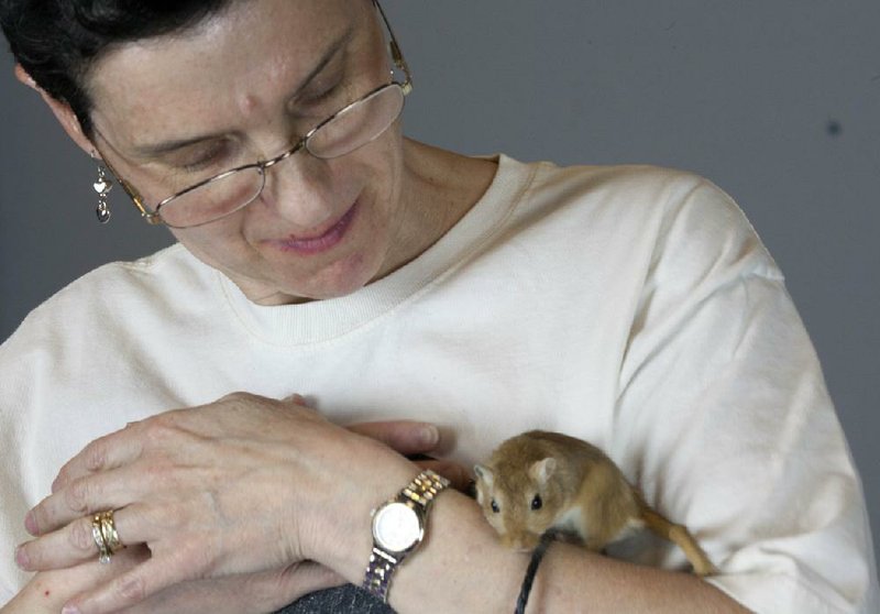 In this Friday, May 3, 2013 photo, Libby Hanna, president of the American Gerbil Society, holds a gerbil prior to the society's annual New England pageant Saturday in Bedford, Mass. The small rodents will be judged on body type and color, and will feature agility demonstrations where they must overcome various obstacles and race to the end of the course. (AP Photo/Rodrique Ngowi)