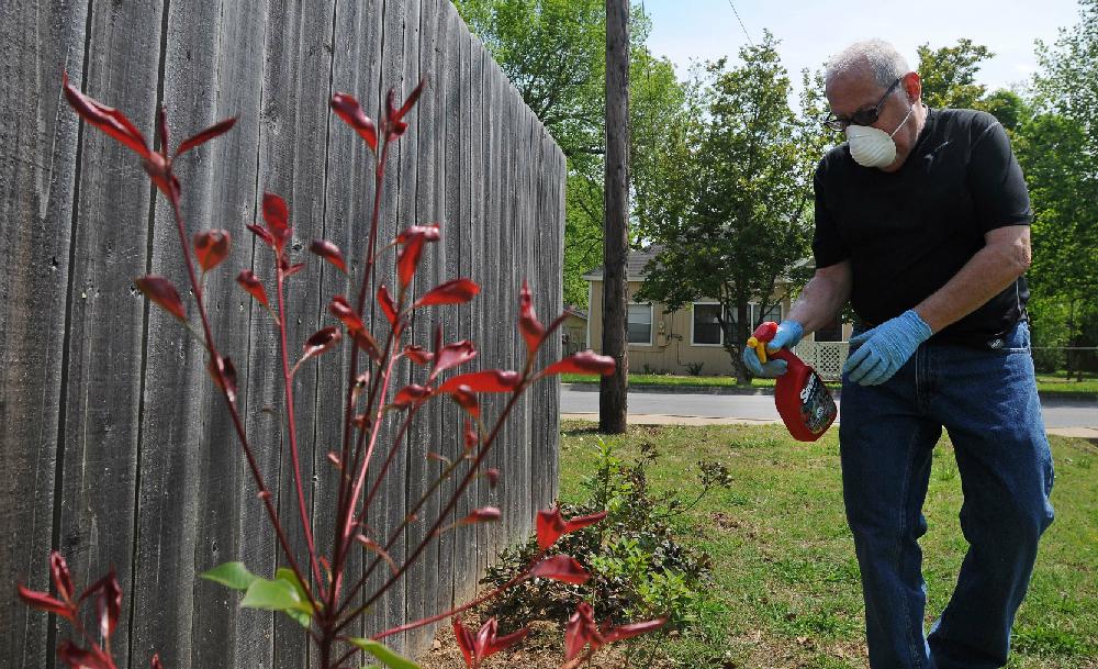 NWA MEDIA/SAMANTHA BAKER
John McCully sprays Sevin, an insect repellent, on his Fraser's Red Tip Photinias and other plants outside his home at 1436 S. B. St. in Rogers. McCully said he planted the photinias last winter for their bright red color.