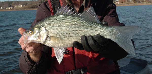 Can You Eat White Bass  