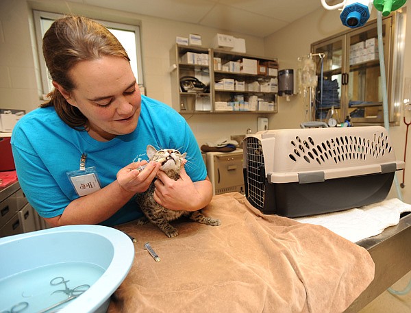Amanda Mann, a veterinarian technician, medicates a litter of kittens Friday at the shelter.