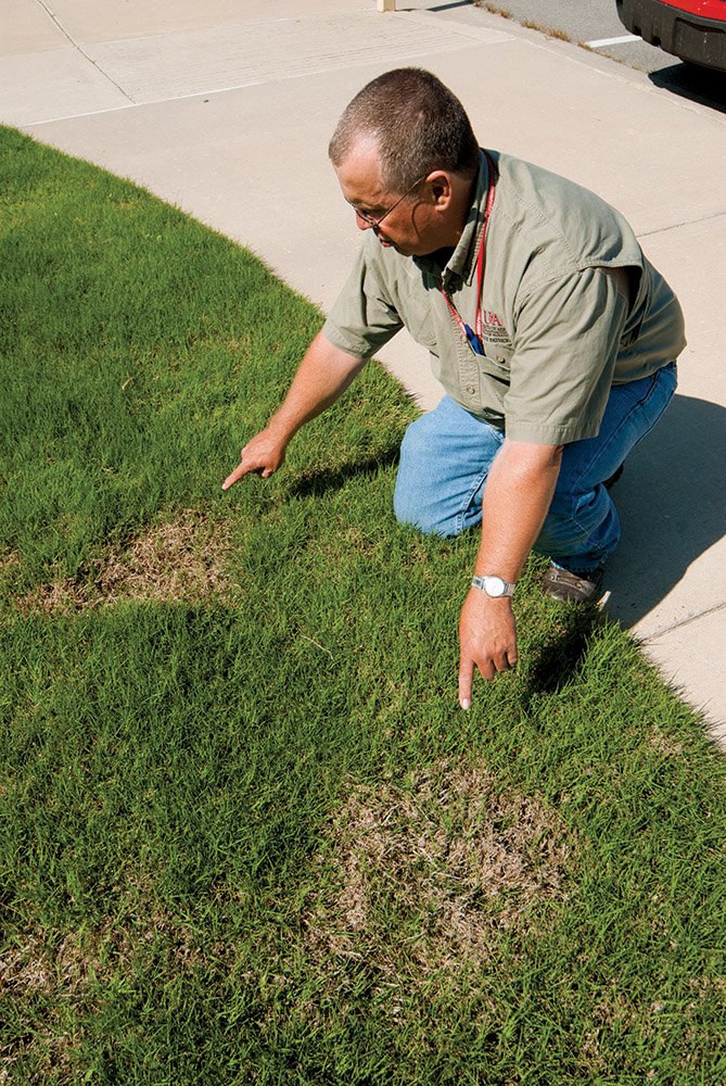 Hank Chaney points out areas of fungus in Bermuda grass outside the Natural Resource Center in Conway.