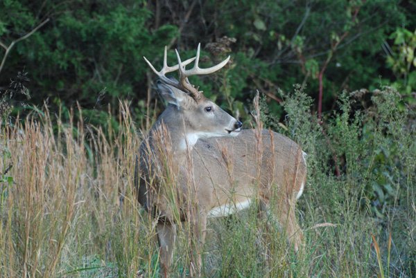 The 2012-13 Arkansas deer season was a success in several ways. 