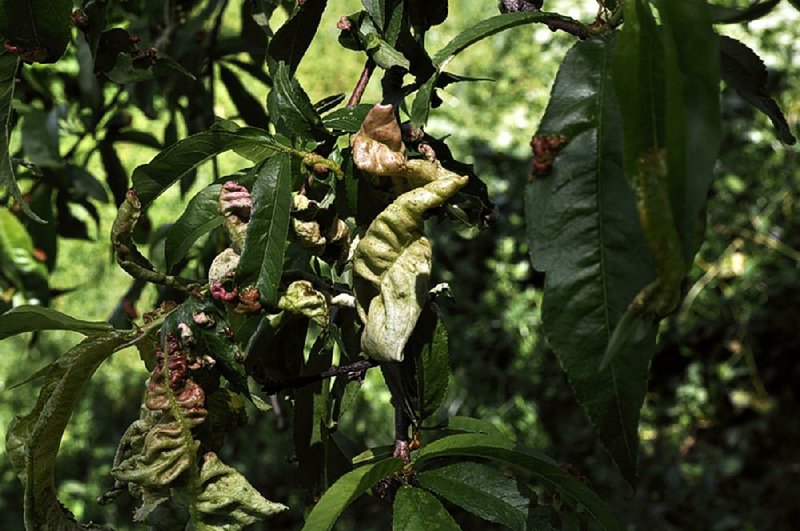 Peach leaf curl 