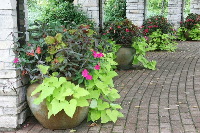 Tried-and-true ornamental sweet potato vine, impatiens and coleus flourish in these big flowerpots at Olbrich Botanical Gardens in Madison, Wis. The flowers of fuchsia Koralle attract hummingbirds. 